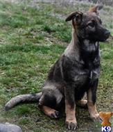 german shepherd puppy posted by Yosemite _Shepherds